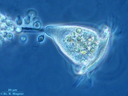 zooflagellate
